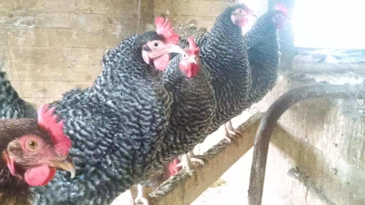 Maple Hill Farm Inn Аугуста Екстериор снимка